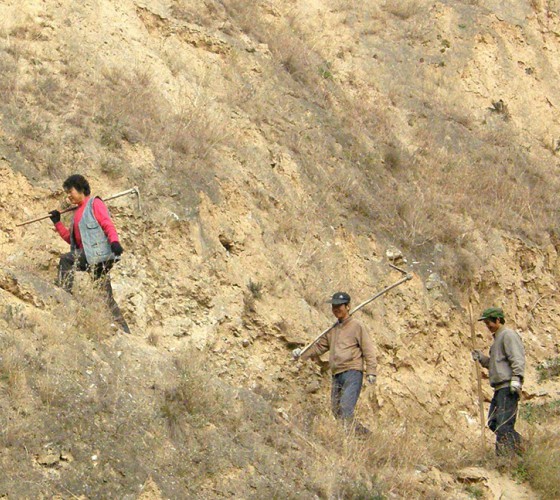 雖沒(méi)有十里桃林，漫山遍野的灼灼芳華。但我們有萬(wàn)畝國(guó)家級(jí)標(biāo)準(zhǔn)化油橄欖種植示范基地，漫山遍野，香氣撲鼻。畝是中國(guó)市制土地面積單位，一畝等于六十平..