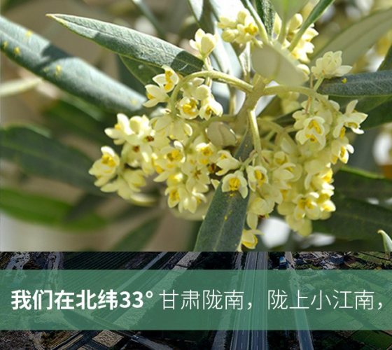 武都的氣候、土壤等與地中海沿岸極其相似，同處于世界頂級(jí)油橄欖黃金生產(chǎn)帶（32°58--33°36）年平均氣溫為14.7°，年日照時(shí)數(shù)1911..